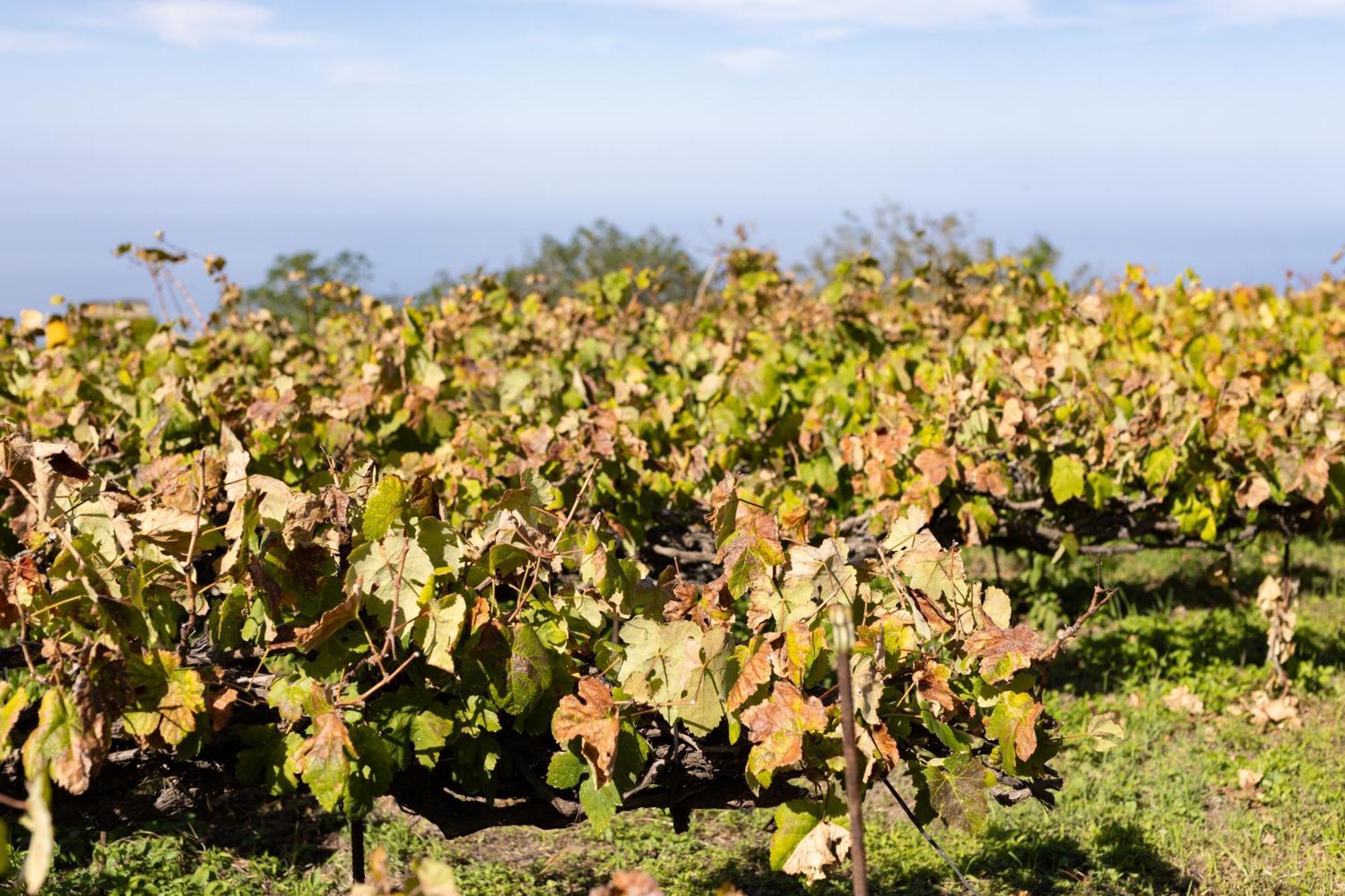 Ek Las Vistas Finca El Milagro ラ・オロタバ エクステリア 写真