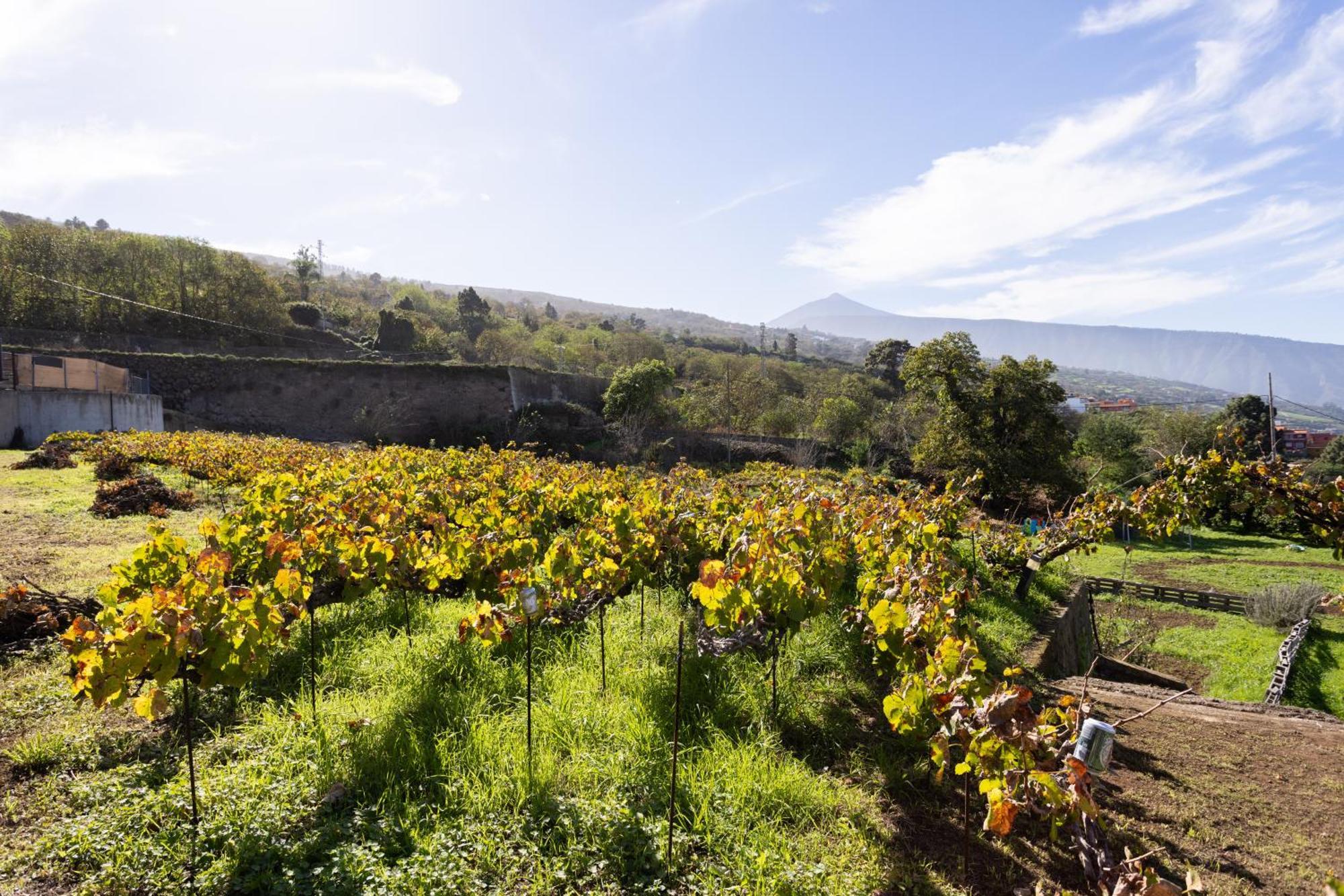 Ek Las Vistas Finca El Milagro ラ・オロタバ エクステリア 写真